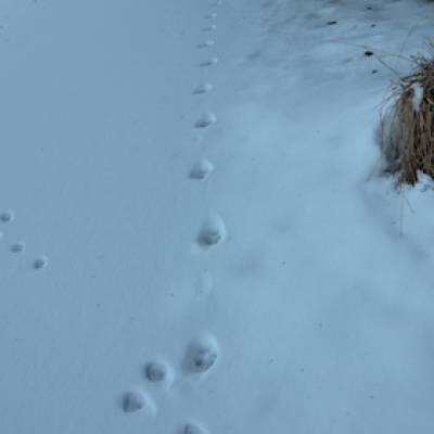 Wolf Tracking  Undiscovered Alps 53.jpg